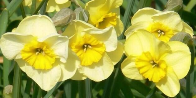 Narcis 'Sun Disc' - Narcissus 'Sun Disc'