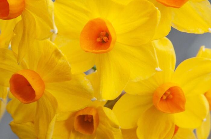 Narcis Tazetta 'Grand Soleil d'Or' - Narcissus Tazetta 'Grand Soleil d'Or'