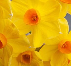 Narcis Tazetta 'Grand Soleil d'Or' - Narcissus Tazetta 'Grand Soleil d'Or'