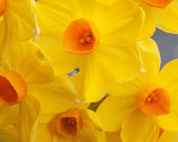 Narcis Tazetta 'Grand Soleil d'Or'