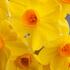 Narcissus Tazetta 'Grand Soleil d'Or'.jpg