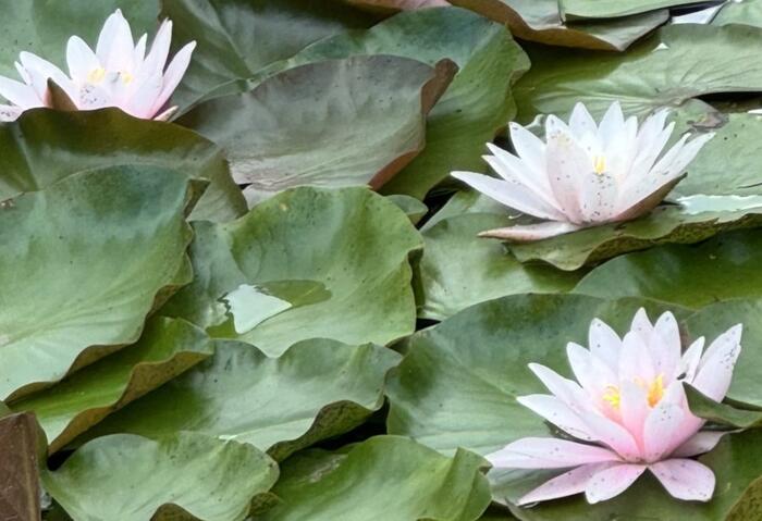 Leknín 'Hollandia' - Nymphaea 'Hollandia'