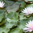 Leknín 'Hollandia' - Nymphaea 'Hollandia'