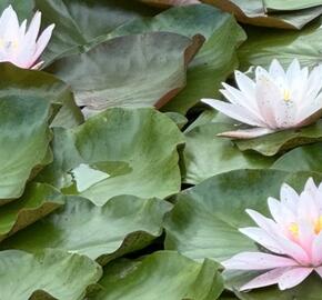 Leknín 'Hollandia' - Nymphaea 'Hollandia'