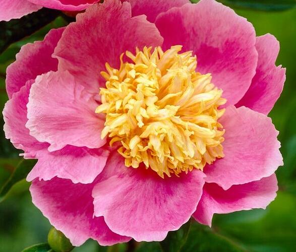 Pivoňka bělokvětá 'Gleam of light' - Paeonia lactiflora 'Gleam of Light'