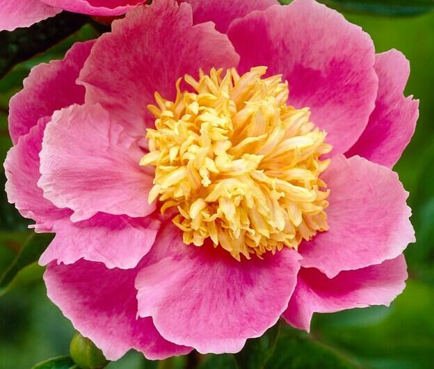 Pivoňka bělokvětá 'Gleam of light' - Paeonia lactiflora 'Gleam of Light'