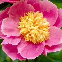 Pivoňka bělokvětá 'Gleam of light' - Paeonia lactiflora 'Gleam of Light'