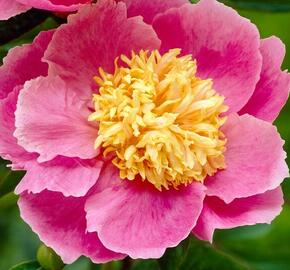 Pivoňka bělokvětá 'Gleam of light' - Paeonia lactiflora 'Gleam of Light'