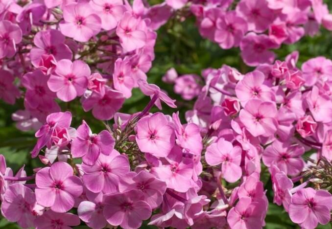 Plamenka širokolistá 'Minnehaha' - Phlox amplifolia 'Minnehaha'
