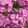 Plamenka širokolistá 'Minnehaha' - Phlox amplifolia 'Minnehaha'