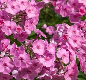 Plamenka širokolistá 'Minnehaha' - Phlox amplifolia 'Minnehaha'