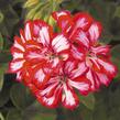 Muškát, pelargonie převislá plnokvětá 'Atlantic Red Star' - Pelargonium peltatum 'Atlantic Red Star'