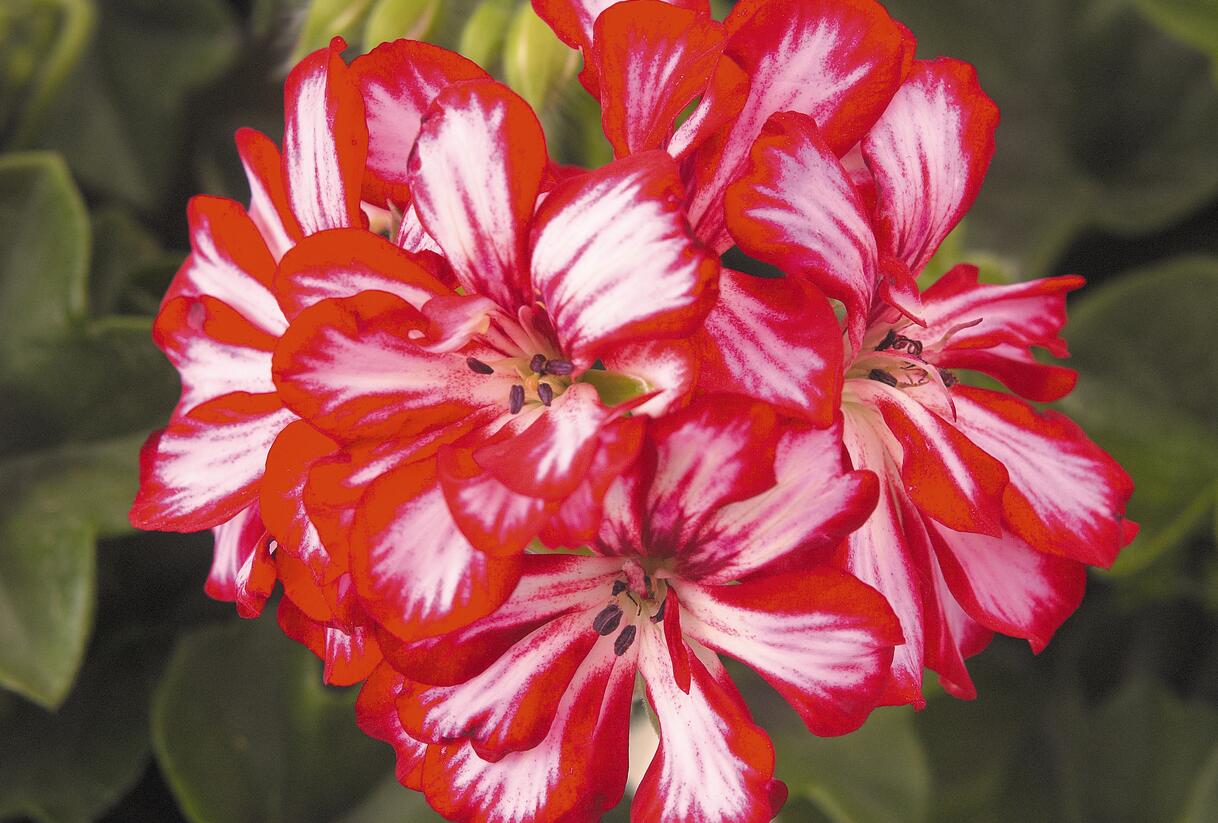Muškát, pelargonie převislá plnokvětá 'Atlantic Red Star' - Pelargonium peltatum 'Atlantic Red Star'