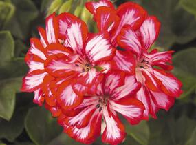 Muškát, pelargonie převislá plnokvětá 'Atlantic Red Star' - Pelargonium peltatum 'Atlantic Red Star'