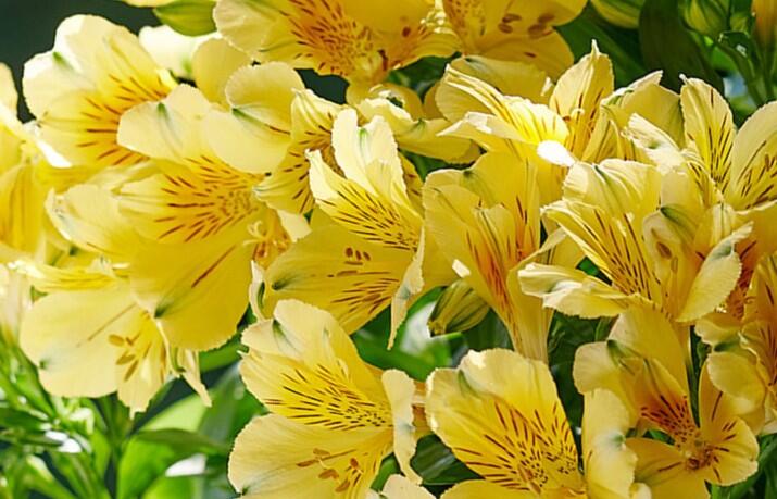 Alstromérie, boubelka 'Inticancha Havana' - Alstroemeria hybrida 'Inticancha Havana'
