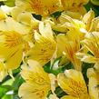Alstromérie, boubelka 'Inticancha Havana' - Alstroemeria hybrida 'Inticancha Havana'