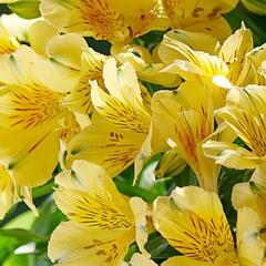 Alstromérie, boubelka 'Inticancha Havana' - Alstroemeria hybrida 'Inticancha Havana'