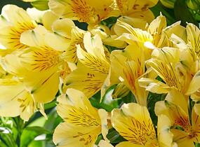 Alstromérie, boubelka 'Inticancha Havana' - Alstroemeria hybrida 'Inticancha Havana'