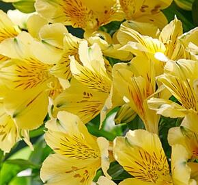 Alstromérie, boubelka 'Inticancha Havana' - Alstroemeria hybrida 'Inticancha Havana'