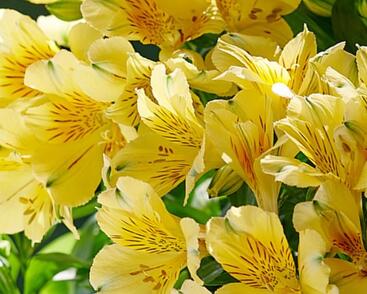 Alstromérie, boubelka 'Inticancha Havana'