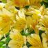 Alstroemeria hybrida 'Inticancha Havana'.jpg