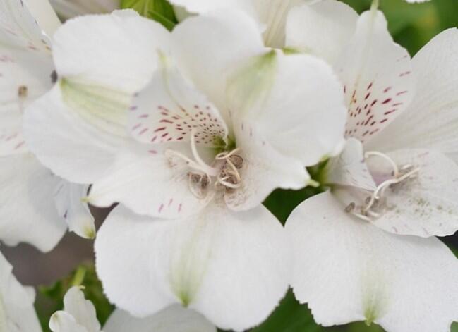 Alstromérie, boubelka 'Inticancha Magic White' - Alstroemeria hybrida 'Inticancha Magic White'