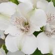 Alstromérie, boubelka 'Inticancha Magic White' - Alstroemeria hybrida 'Inticancha Magic White'