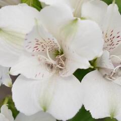 Alstromérie, boubelka 'Inticancha Magic White' - Alstroemeria hybrida 'Inticancha Magic White'