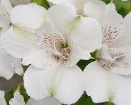 Alstromérie, boubelka 'Inticancha Magic White'