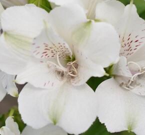 Alstromérie, boubelka 'Inticancha Magic White' - Alstroemeria hybrida 'Inticancha Magic White'