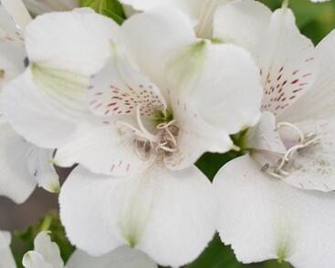 Alstromérie, boubelka 'Inticancha Magic White'