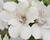 Alstromérie, boubelka 'Inticancha Magic White'