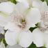 Alstroemeria hybrida 'Inticancha Magic White'.jpg