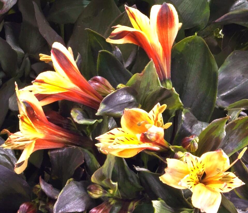 Alstromérie, boubelka Summer Paradise 'Summer Breeze' - Alstroemeria hybrida Summer Paradise 'Summer Breeze'