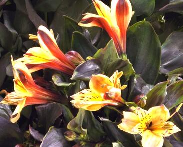 Alstromérie, boubelka Summer Paradise 'Summer Breeze'