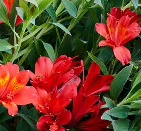 Alstromérie, boubelka Summer Paradise 'Wild Valley' - Alstroemeria hybrida Summer Paradise 'Wild Valley'