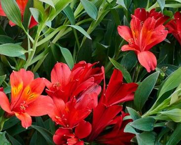 Alstromérie, boubelka Summer Paradise 'Wild Valley'