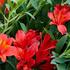 Alstroemeria hybrida Summer Paradise 'Wild Valley'.jpeg