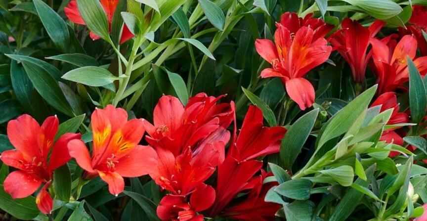 Alstromérie, boubelka Summer Paradise 'Wild Valley' - Alstroemeria hybrida Summer Paradise 'Wild Valley'