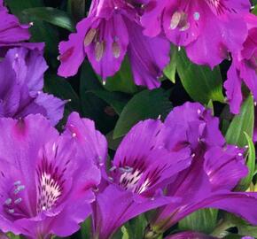 Alstromérie, boubelka 'Inticancha Indigo' - Alstroemeria hybrida 'Inticancha Indigo'