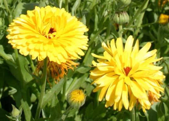 Měsíček lékařský 'Yellow' - Calendula officinalis Cheers 'Yellow'