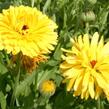 Měsíček lékařský 'Yellow' - Calendula officinalis Cheers 'Yellow'