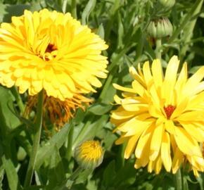 Měsíček lékařský 'Yellow' - Calendula officinalis Cheers 'Yellow'