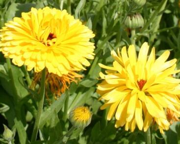 Měsíček lékařský 'Yellow'