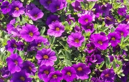Minipetúnie, Million Bells 'Lia Blue' - Calibrachoa hybrida 'Lia Blue'