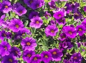 Minipetúnie, Million Bells 'Lia Blue' - Calibrachoa hybrida 'Lia Blue'