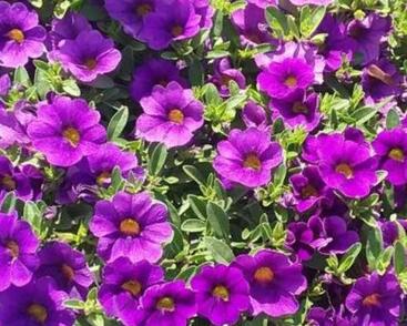 Minipetúnie, Million Bells 'Lia Blue'