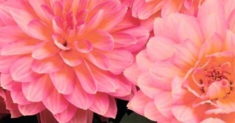 Jiřina XXL 'Merida' - Dahlia XXL 'Merida'