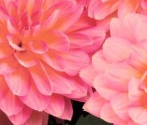 Jiřina XXL 'Merida' - Dahlia XXL 'Merida'