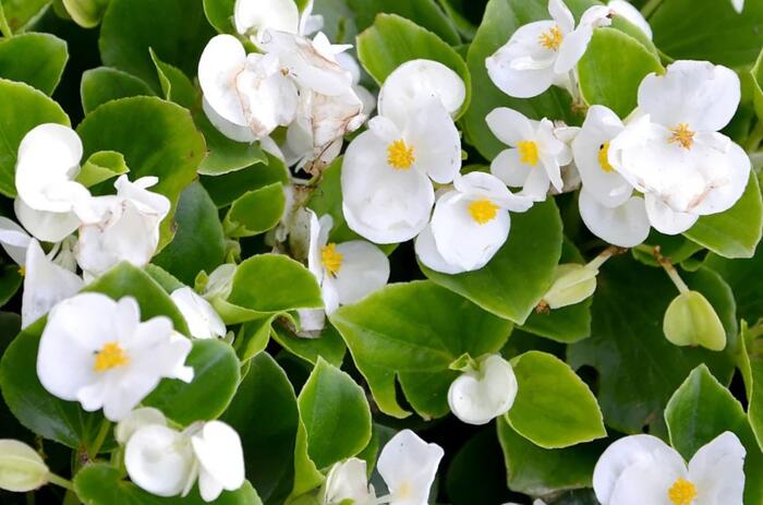 Begónie stálokvětá, ledovka, voskovka 'Ganymed White' - Begonia semperflorens 'Ganymed White'